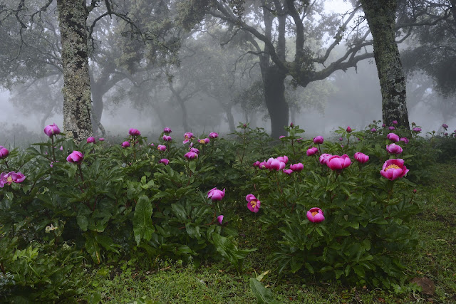 Paisaje natural de la Sierra de Alor